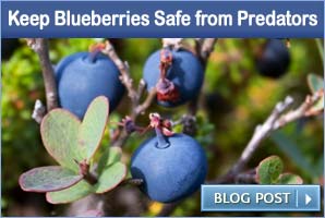 Protect your Plants: How One Growers Supply Employee Kept his Blueberries Safe from Predators and More!