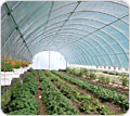 Cold Frames and High Tunnels - Growers Supply