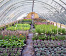 Cold Frames & Greenhouses - Growers Supply
