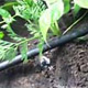 Drip Irrigation - Growers Supply