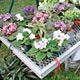 Greenhouse Benches & Racks - Growers Supply