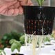 Hydroponic Growing - Growers Supply