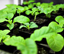 Seed Starting - Growers Supply