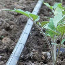 Irrigation Systems - Growers Supply