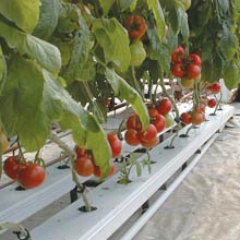 NFT channels - Growers Supply