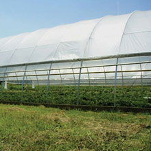 Partially Open Drop-Down Curtain - Growers Supply