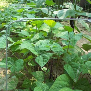 Row Covers & Frost Blankets - Heavy-Duty Row Cover Loop Hoops - Pack of 10