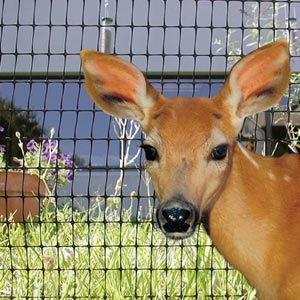 Greenhouse Accessories - Rodent &amp;amp;amp; Pest Control - Deer Fencing &amp;amp; Accessories - Fencing &amp; Netting - Deer Fence Poly Netting