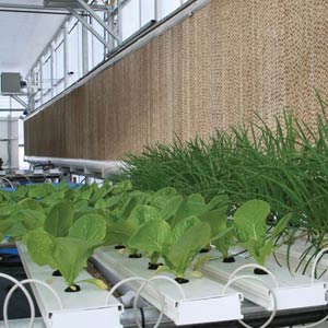 GT50 NFT Hydroponic Lettuce Systems - Growers Supply