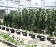 Demonstration Greenhouses - Growers Supply