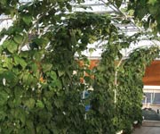 Demonstration Greenhouses - Growers Supply