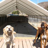 Greenhouses &amp;amp; High Tunnels - Temporary Storage Buildings - Livestock & Animal Housing