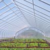 Name not found - Greenhouse Films - Klerk's K50 6 MIL 4 Year Greenhouse Film