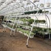 Greenhouse Accessories - Transport & Display Racks