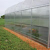 Name not found - Greenhouse Polycarbonate - Custom Size 8mm Polycarbonate Sheets