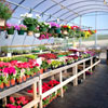 Greenhouse Accessories - Greenhouse Flooring