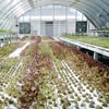 Growing Supplies - Hydroponic Systems - Hydroponic Systems - Commercial NFT Greenhouse Systems