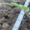 High Tunnels - High Tunnel &amp; Cold Frame Accessories - High Tunnel Irrigation