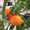 Growing Supplies - Tomato Growing