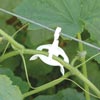Plant Supports &amp; Accessories - Hooks, Holders, & Connectors