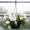 Pots, Trays &amp; Containers - Hanging Baskets