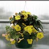 Lawn &amp; Garden - Pots, Trays & Containers