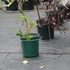 Plant Supports &amp; Accessories - NeverTip Pot Holders