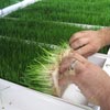 Growing Supplies - Hydroponic Systems