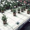 Growing Supplies - Hydroponic Systems - Hydroponic Pots, Trays &amp; Reservoirs - Botanicare® Propagation Trays