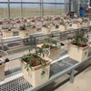 PolyMax Dutch Bucket System - Closed Loop