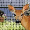Fencing &amp; Containment - Deer Fencing & Accessories