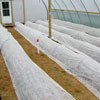 FrostGuard Light Weight Row Cover - 83" x 500'