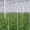 Greenhouse Accessories - Plant Supports & Accessories