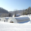 Greenhouse Films - Sun Master&reg; 6 MIL 4 Year 55% Greenhouse Film