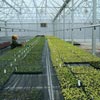 Greenhouse Heaters - Root Zone Heating Systems