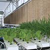 Hydroponic Lettuce System - Large