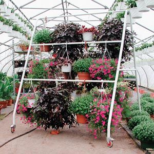 hanging plant with purple leaves Purple Waffle Plant – Ruby Flora Plant Shop main image 1