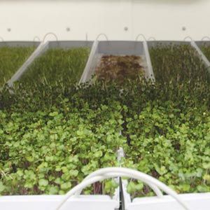 Hydroponic Weed: The Complete Grower's Guide to Setup, Nutrients, and ...