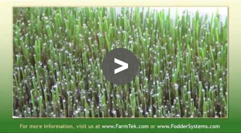 Greenhouse Tips - Photosynthesis Process of Fodder - YouTube Video