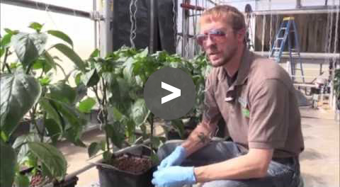 Greenhouse Tips - Training Peppers - YouTube Video