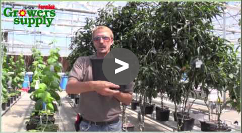 Greenhouse Tips: What to Grow in Dutch Buckets - YouTube Video