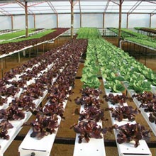 HydroCycle NFT Hydroponic Channel Systems - Growers Supply