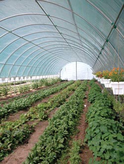 4' Rafter Spacing - High Tunnels - Growers Supply