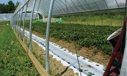 Roll-Up Sides - High Tunnels - Growers Supply
