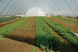 USA-made, triple-galvanized structural steel tubing - High Tunnels - Growers Supply