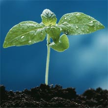 Soil Testers Buyer's Guide - Growers Supply