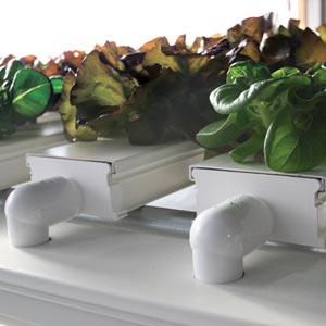  - Hydroponic Lettuce & Microgreens Systems