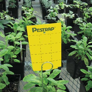 Yellow Pestrap&#153; 3&quot; x 5&quot; Insect Traps - Pack of 48
