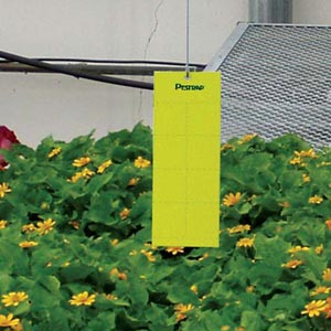 Yellow Pestrap&#153; 4&quot; x 10&quot; Insect Traps - Pack of 12 - On Sale