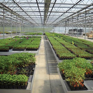  - Premium Greenhouse Benches